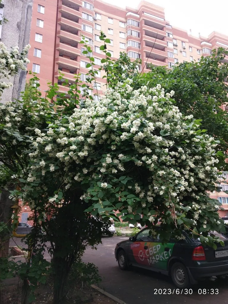 Чайная беседка