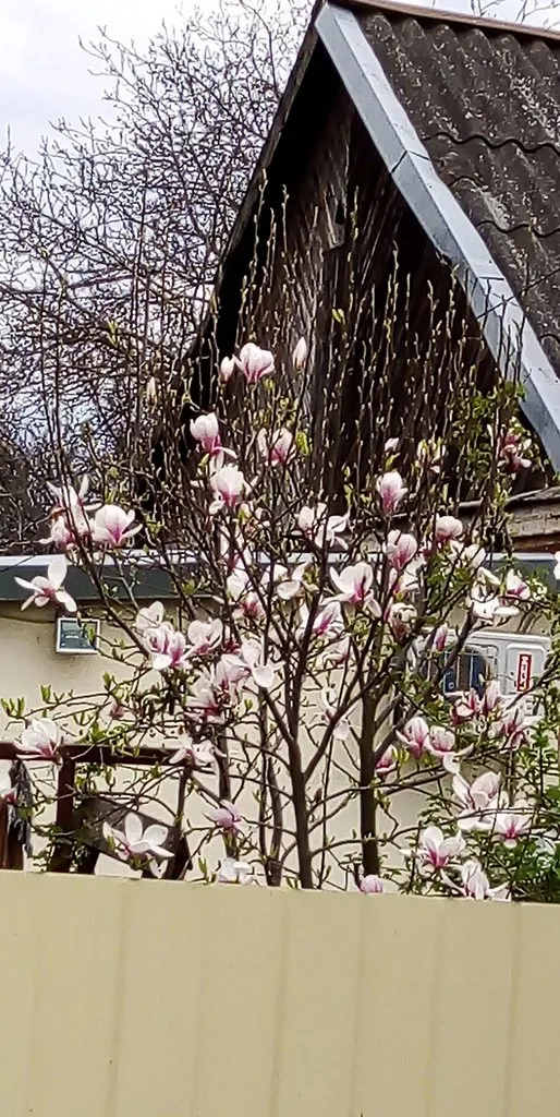 Чайная беседка