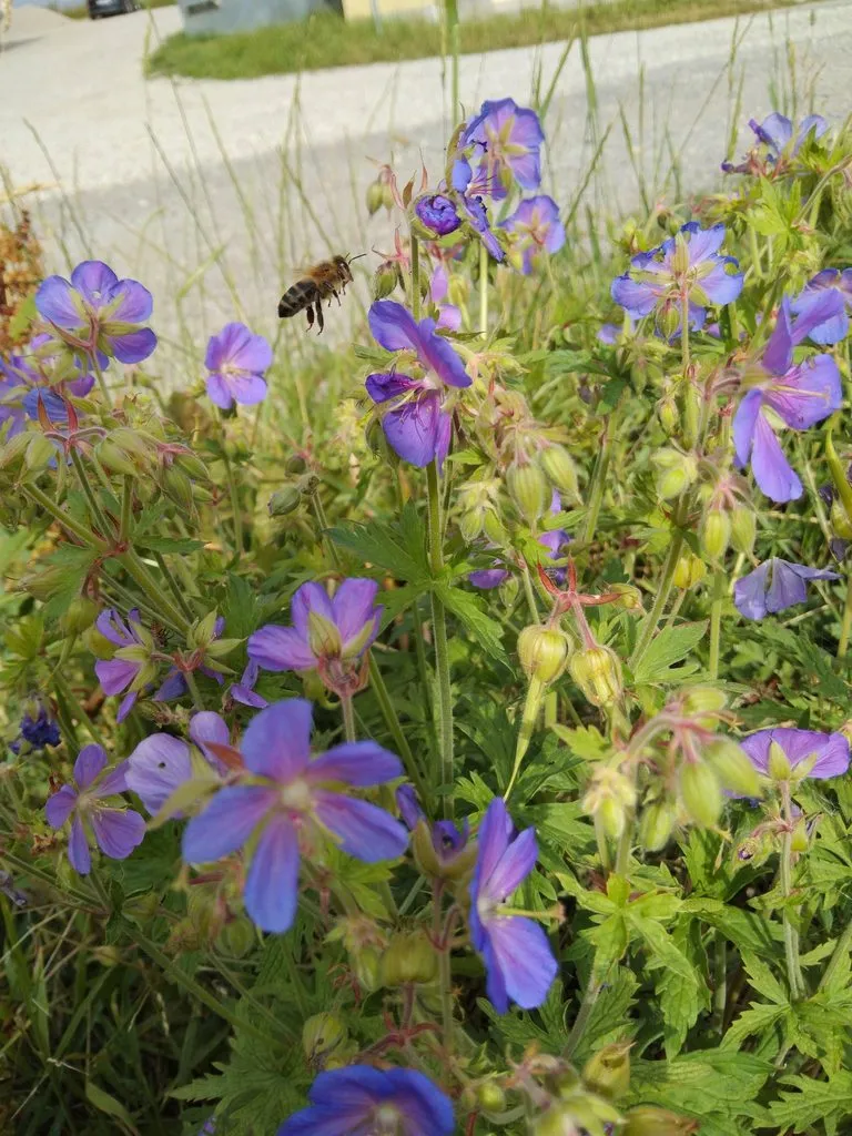 Чайная беседка