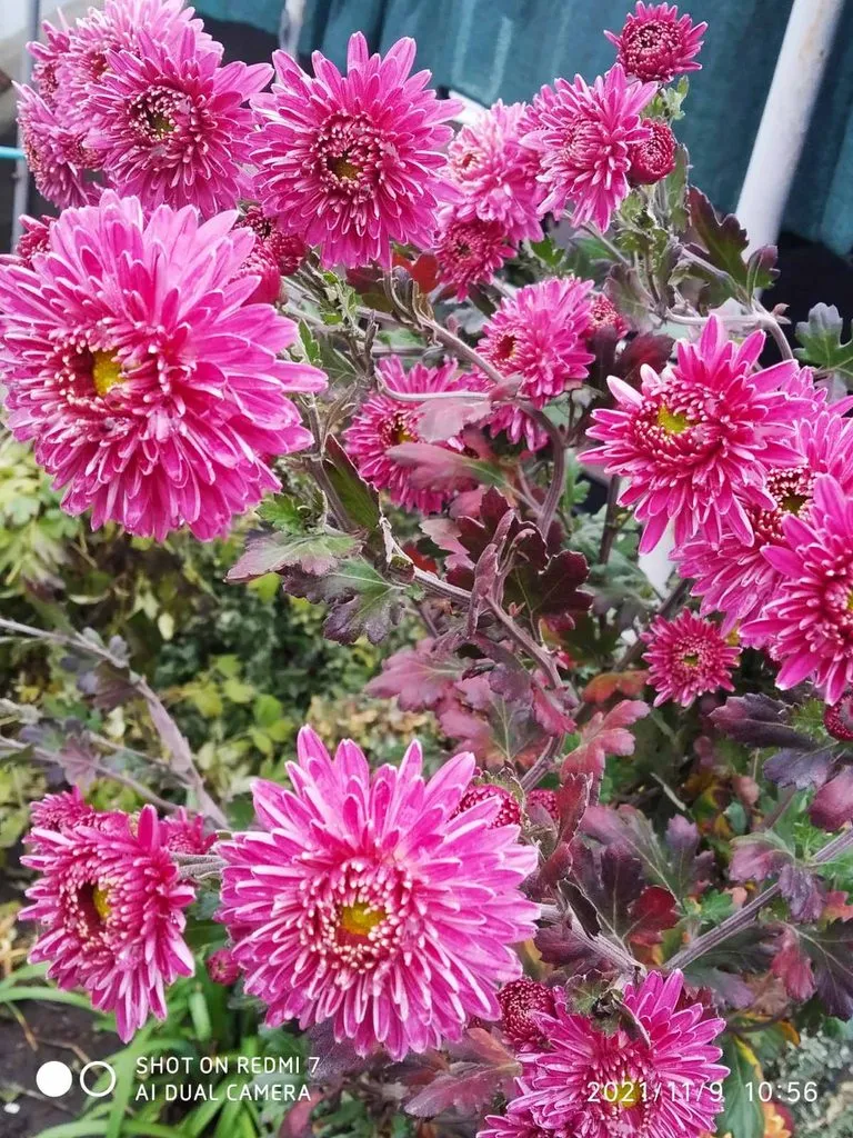 Чайная беседка