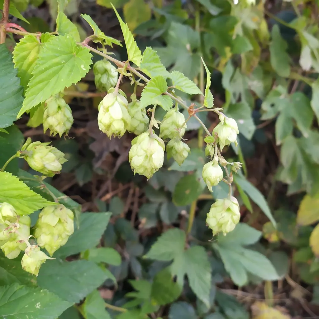 Чайная беседка