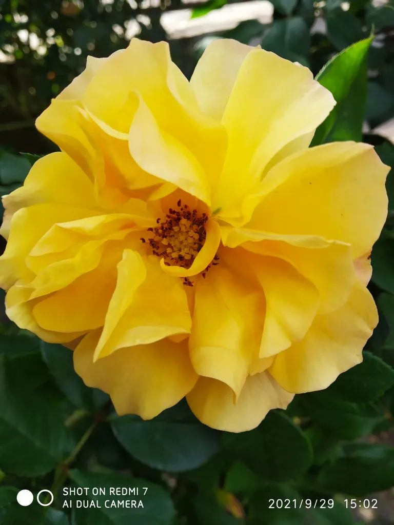 Чайная беседка