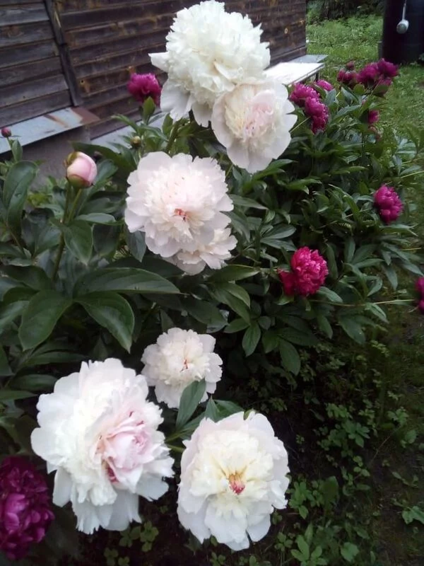 Чайная беседка