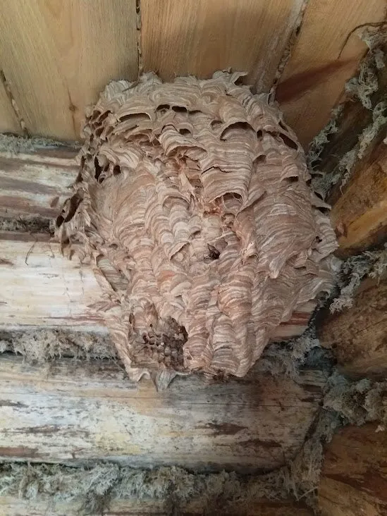 Чайная беседка