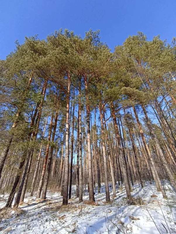 Фотонастроение