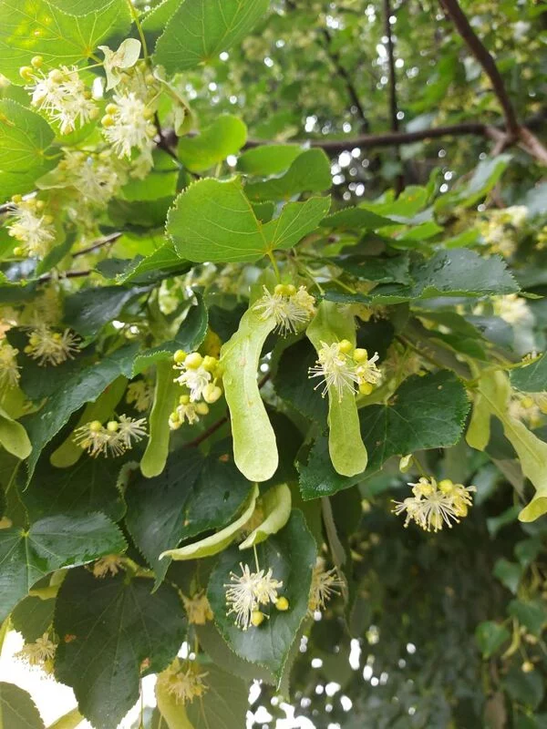 Чайная беседка