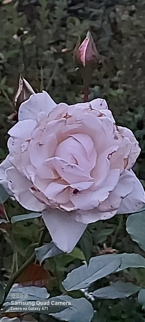 Чайная беседка