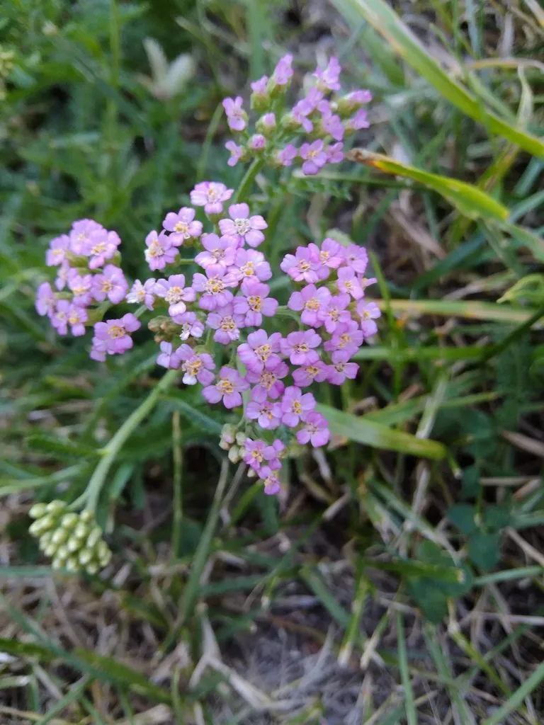 Чайная беседка