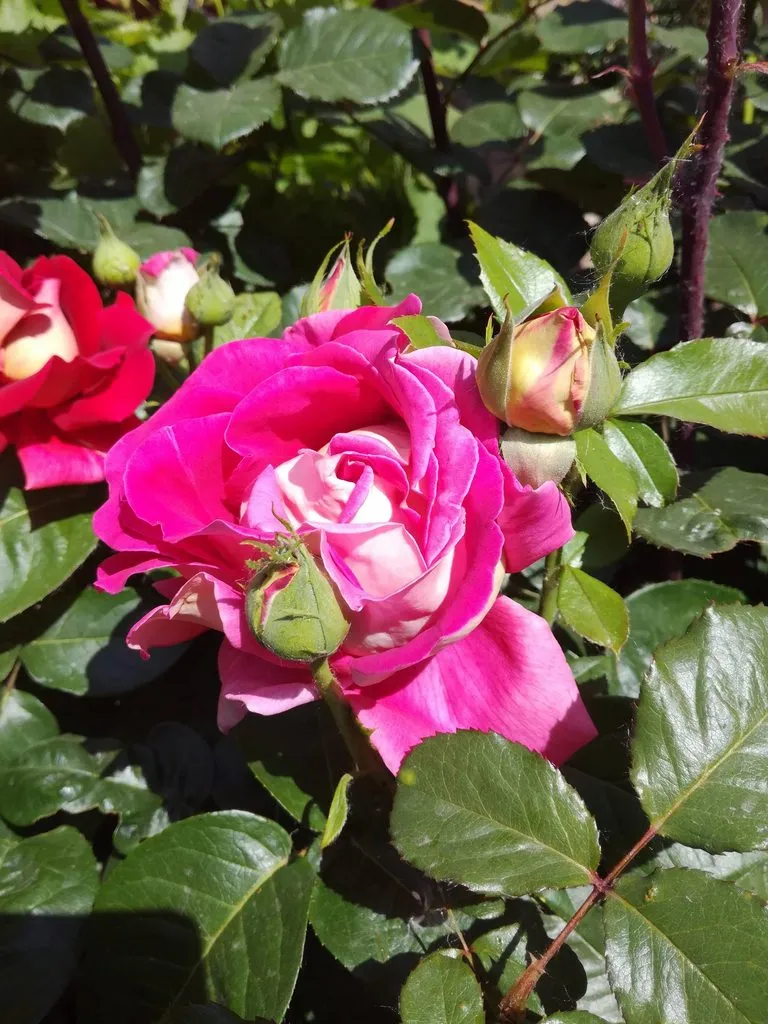 Чайная беседка