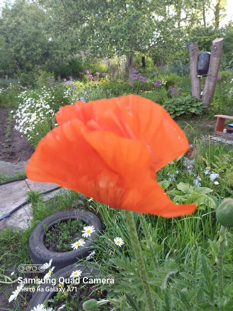 Чайная беседка