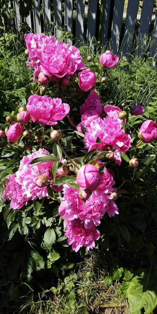 Чайная беседка