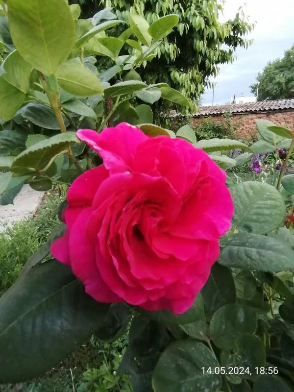 Чайная беседка