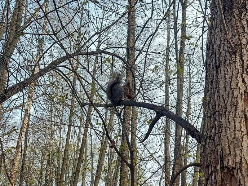 Чайная беседка