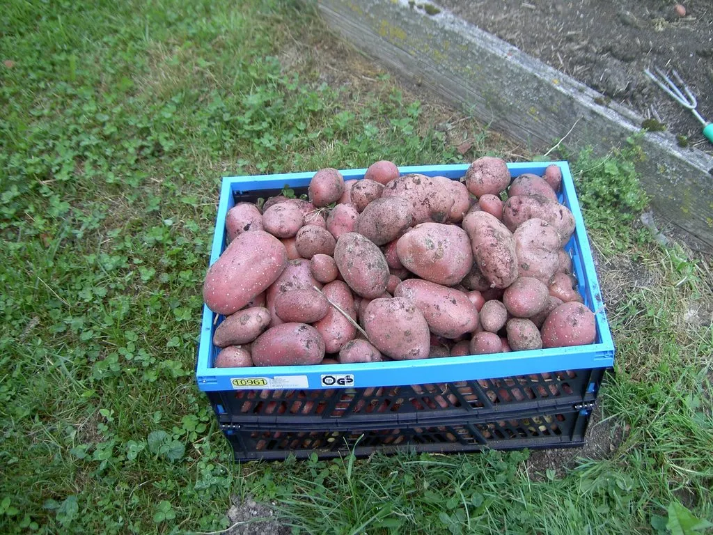 Глупые вопросы