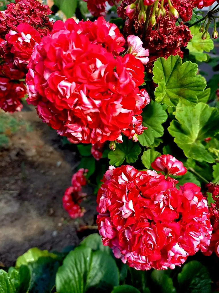 Флора
