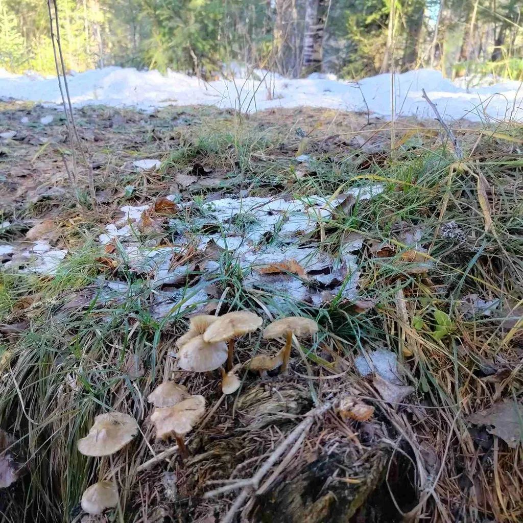 Чайная беседка