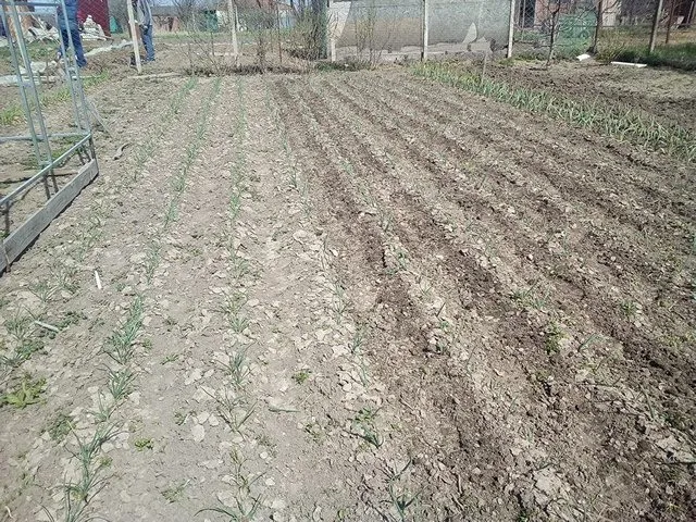 Пора выращивать рассаду