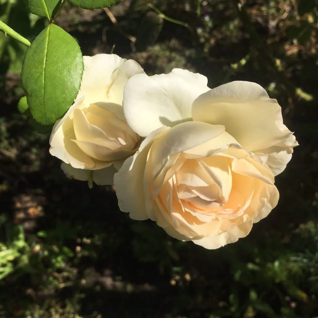 Чайная беседка