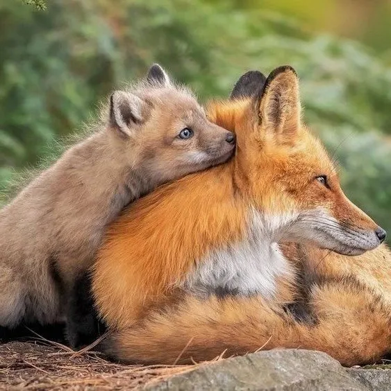 Эти забавные животные