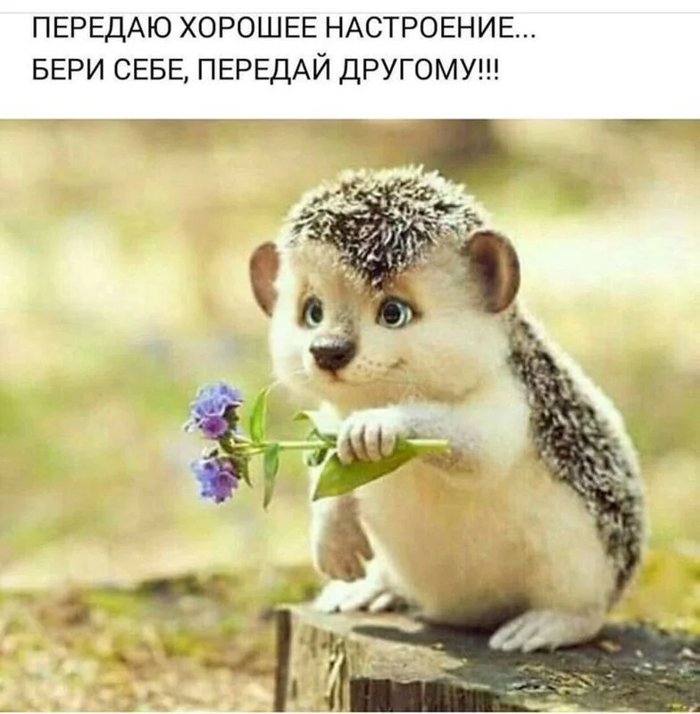 Позитивчик (фото, видео, рассказы для хорошего настроения)