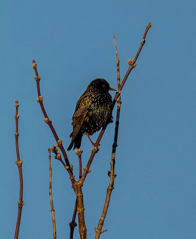 Коломенское