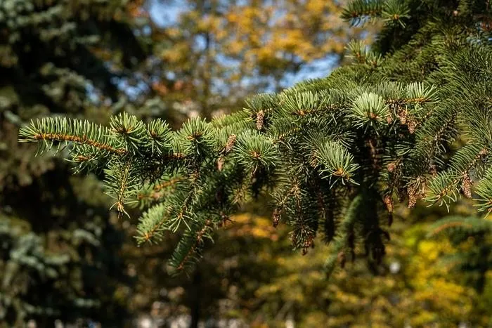 Иллюстрированное царство фантастических растений