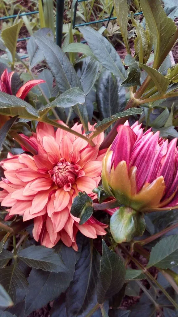 Чайная беседка