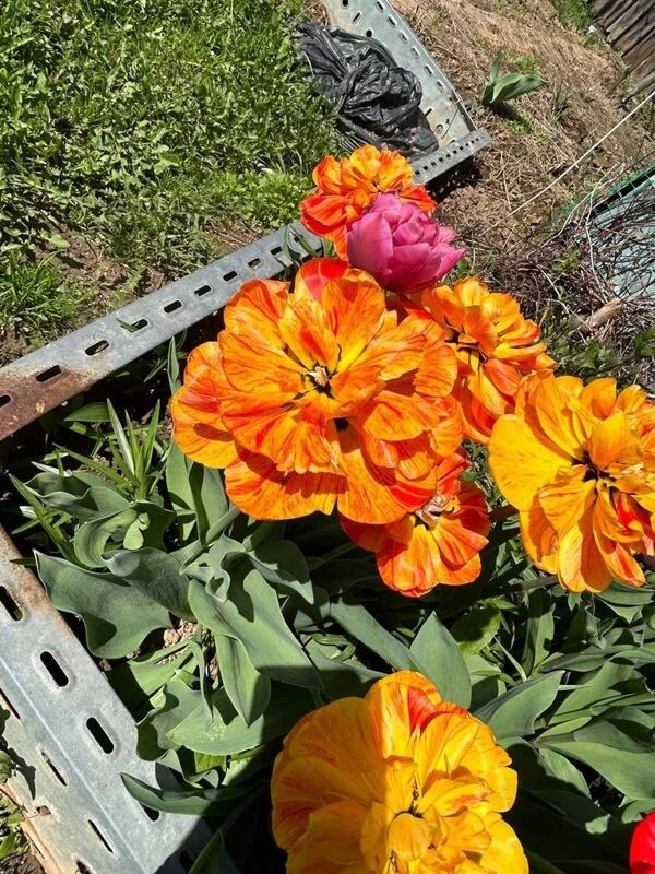 Чайная беседка