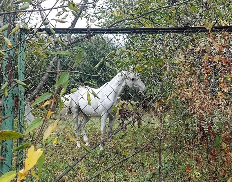 Чайная беседка