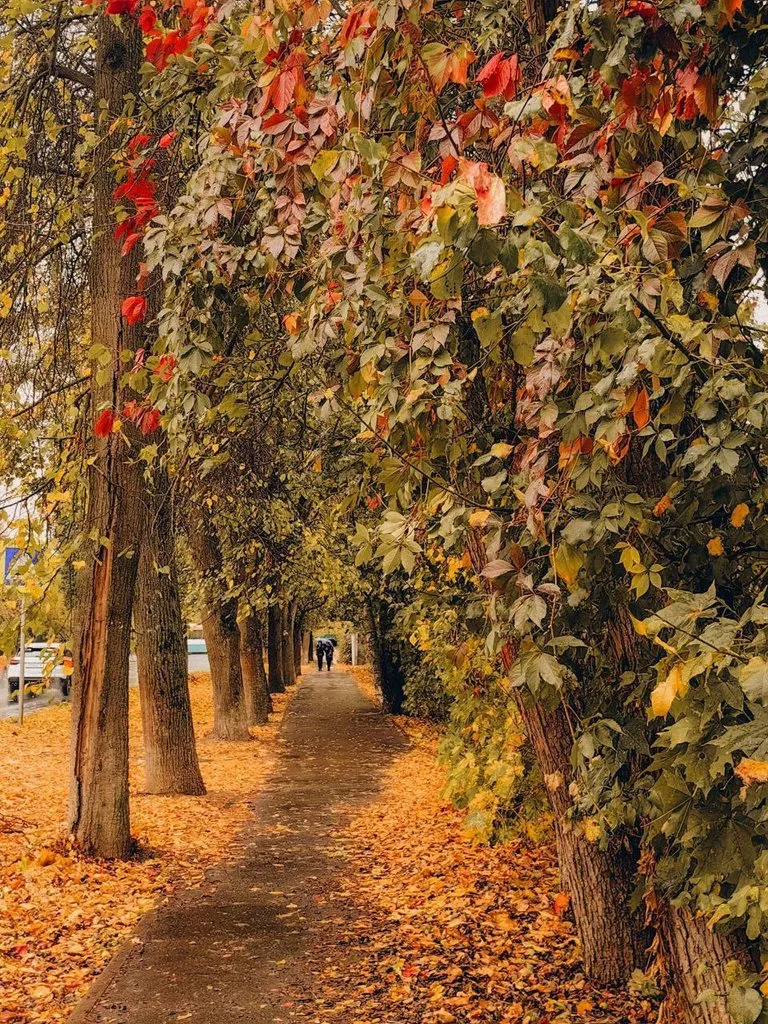 Чайная беседка