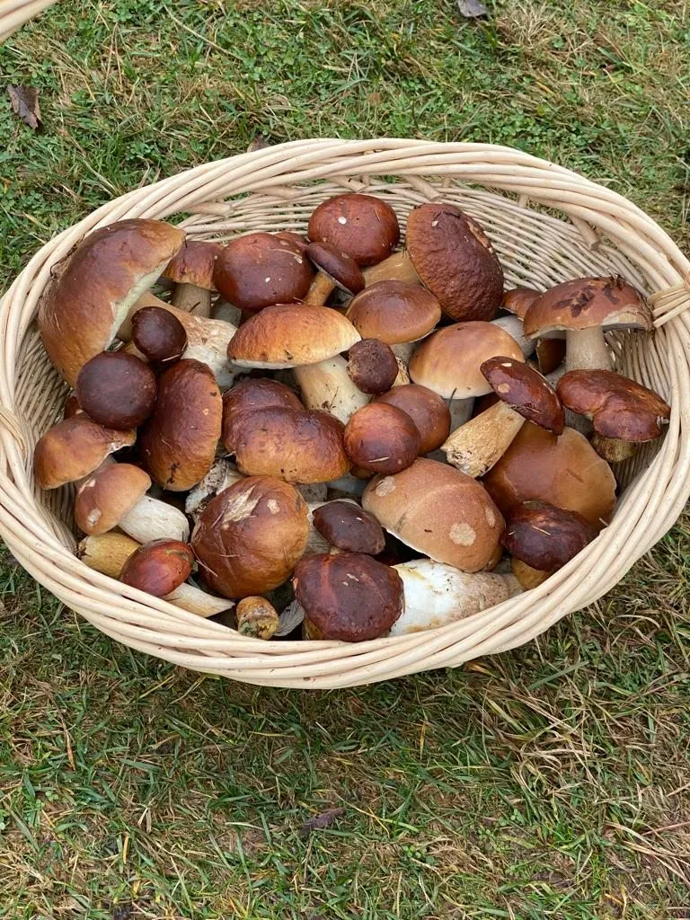 По грибы с лукошком
