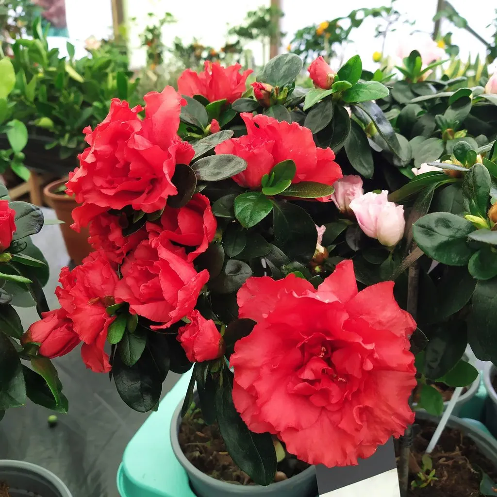 Чайная беседка