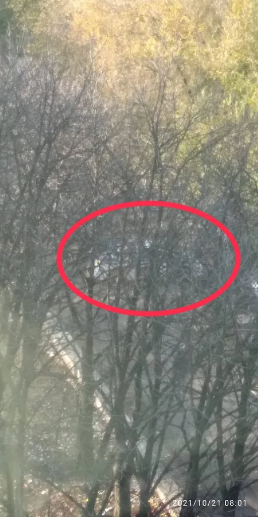 Tapтaлeтки & Ко