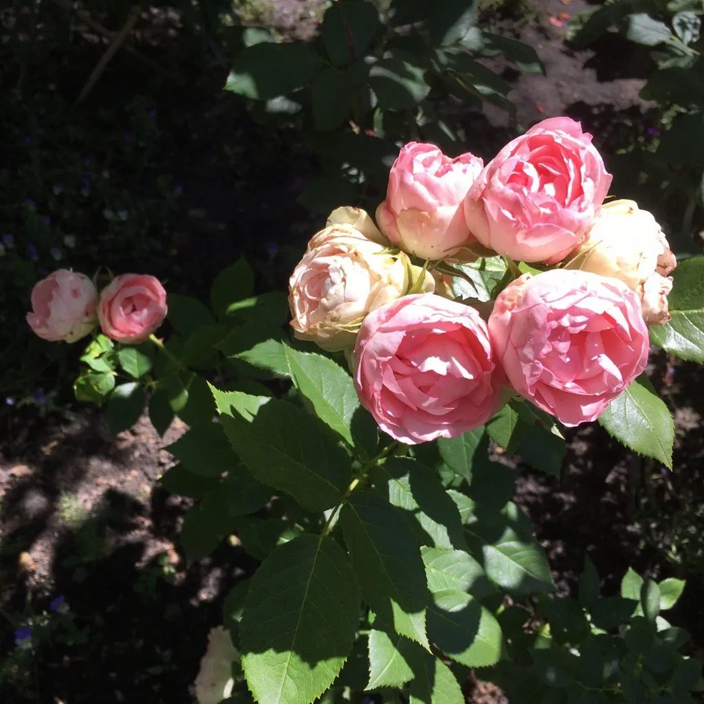 Чайная беседка