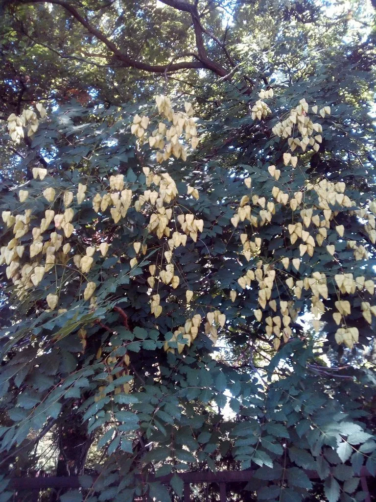 Чайная беседка