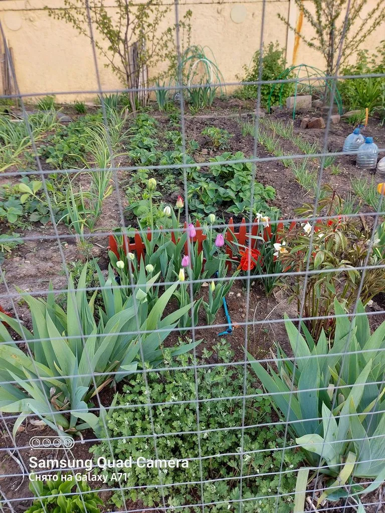 Чайная беседка