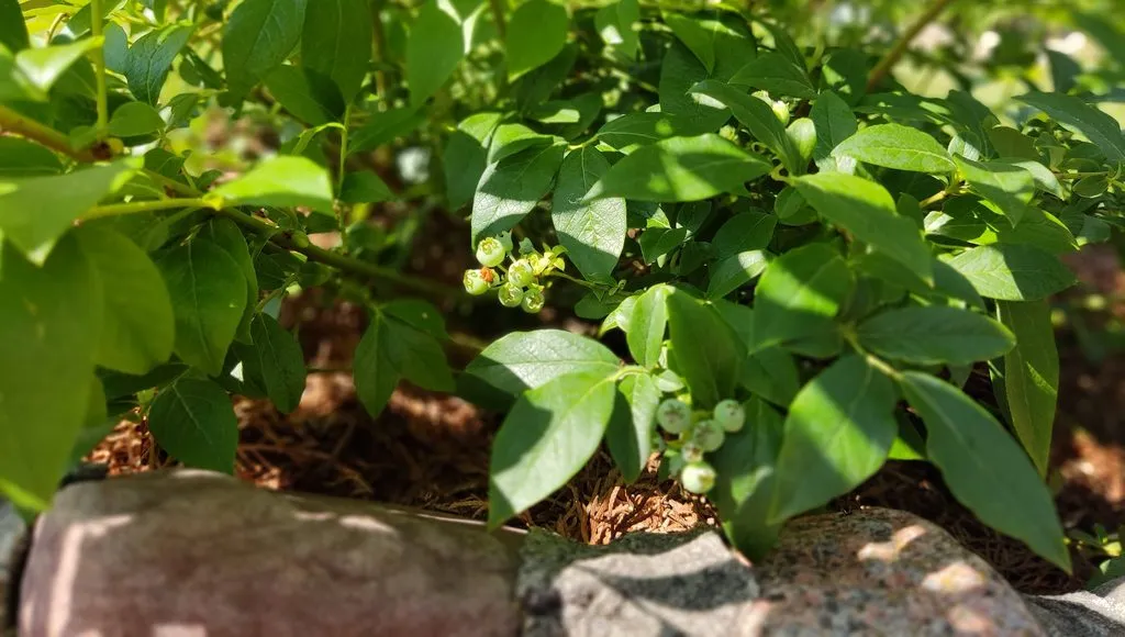 Чайная беседка