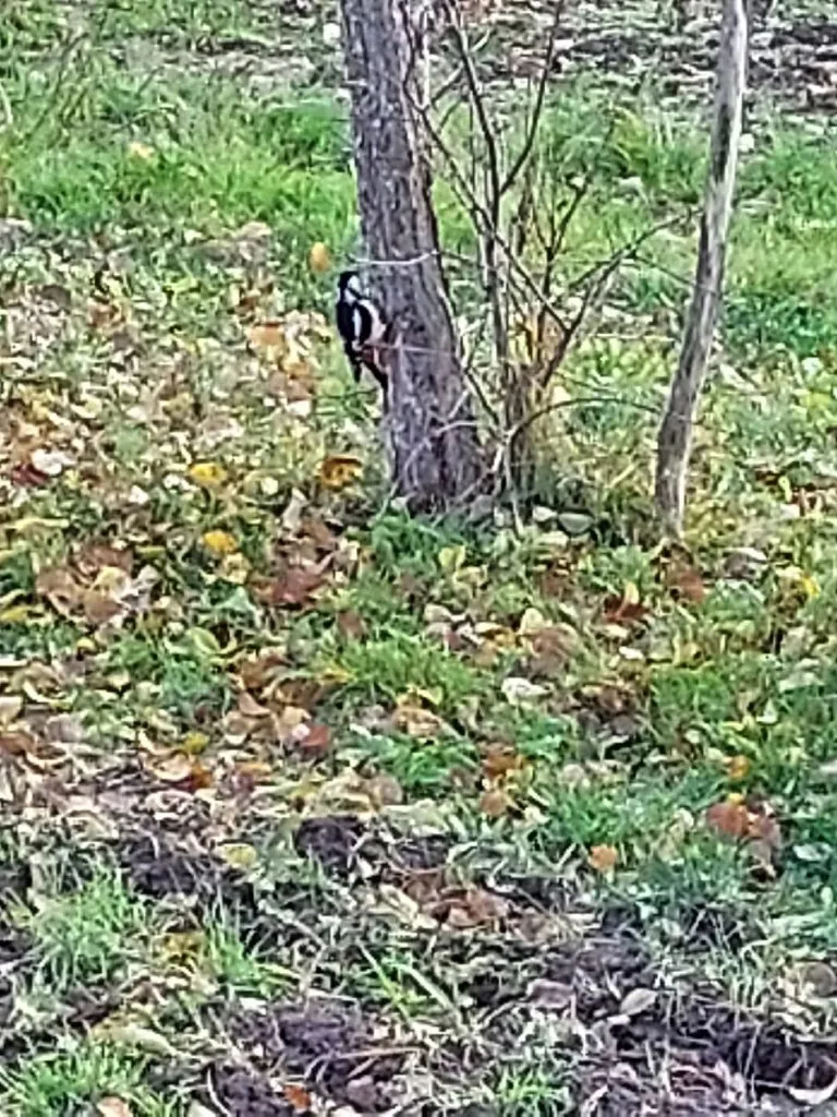 Кафе «У пани Сони»