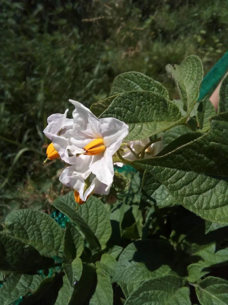 Чайная беседка