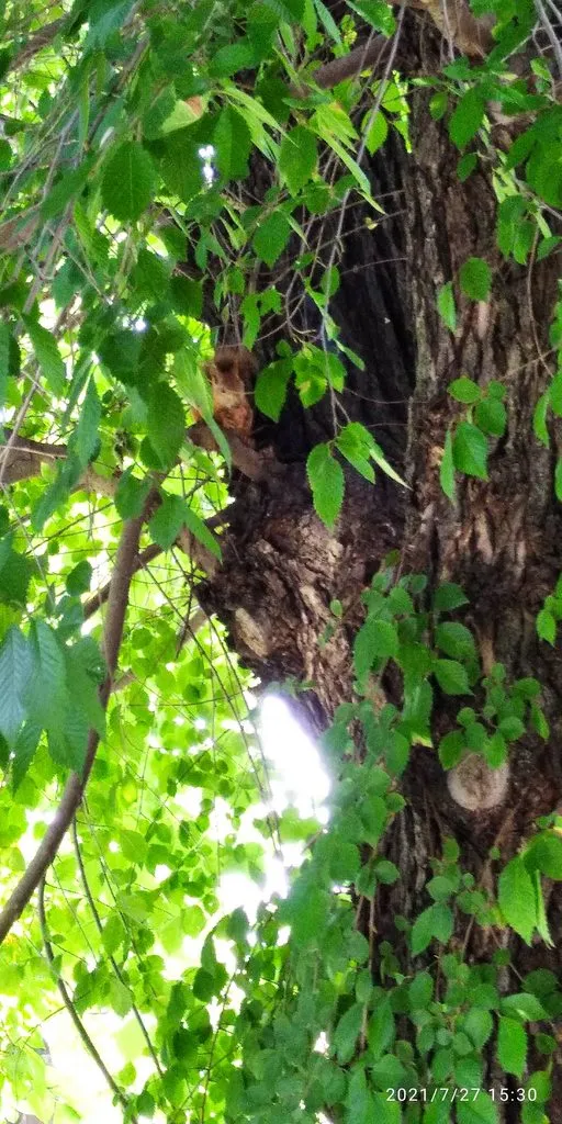 Tapтaлeтки & Ко