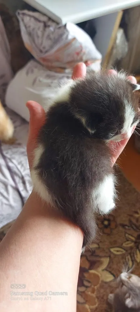 Tapтaлeтки & Ко