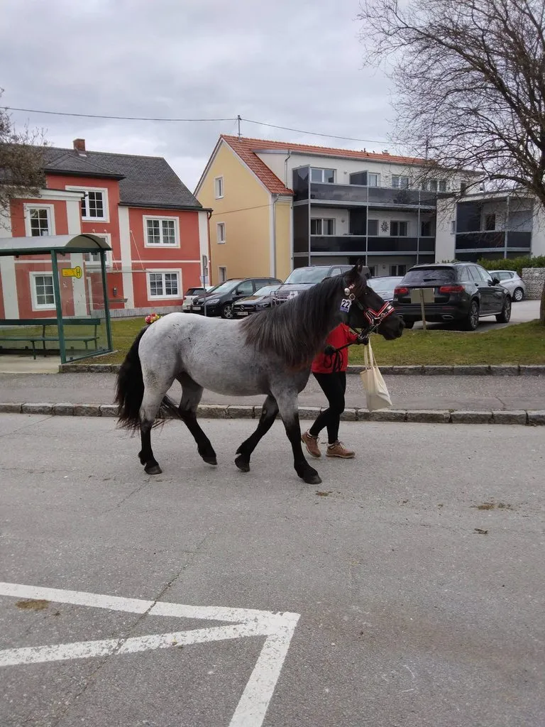 Мое австрийское житие