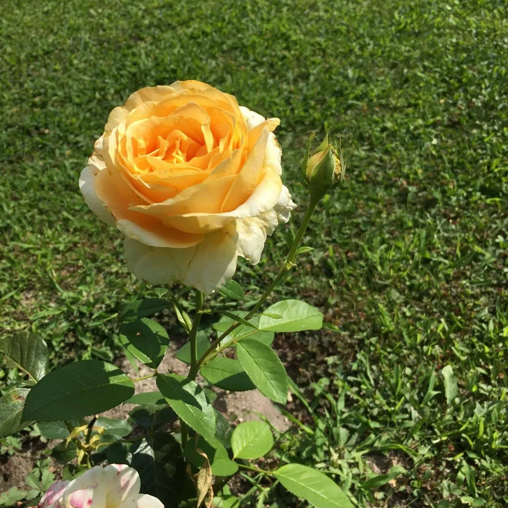 Чайная беседка