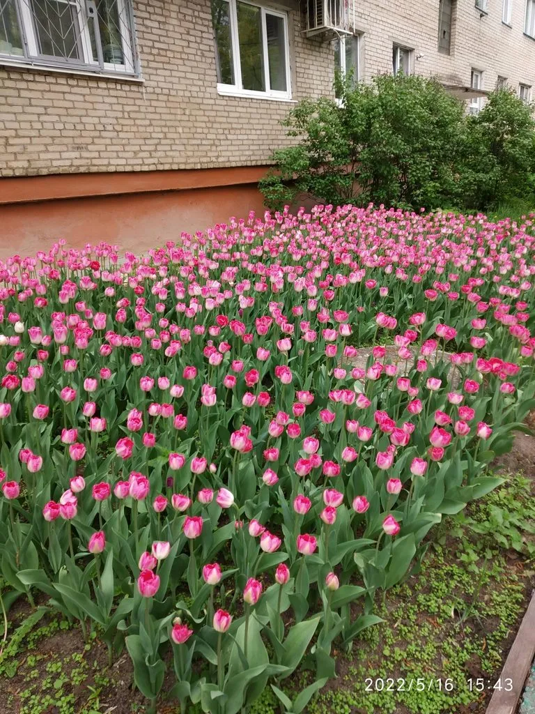 Чайная беседка