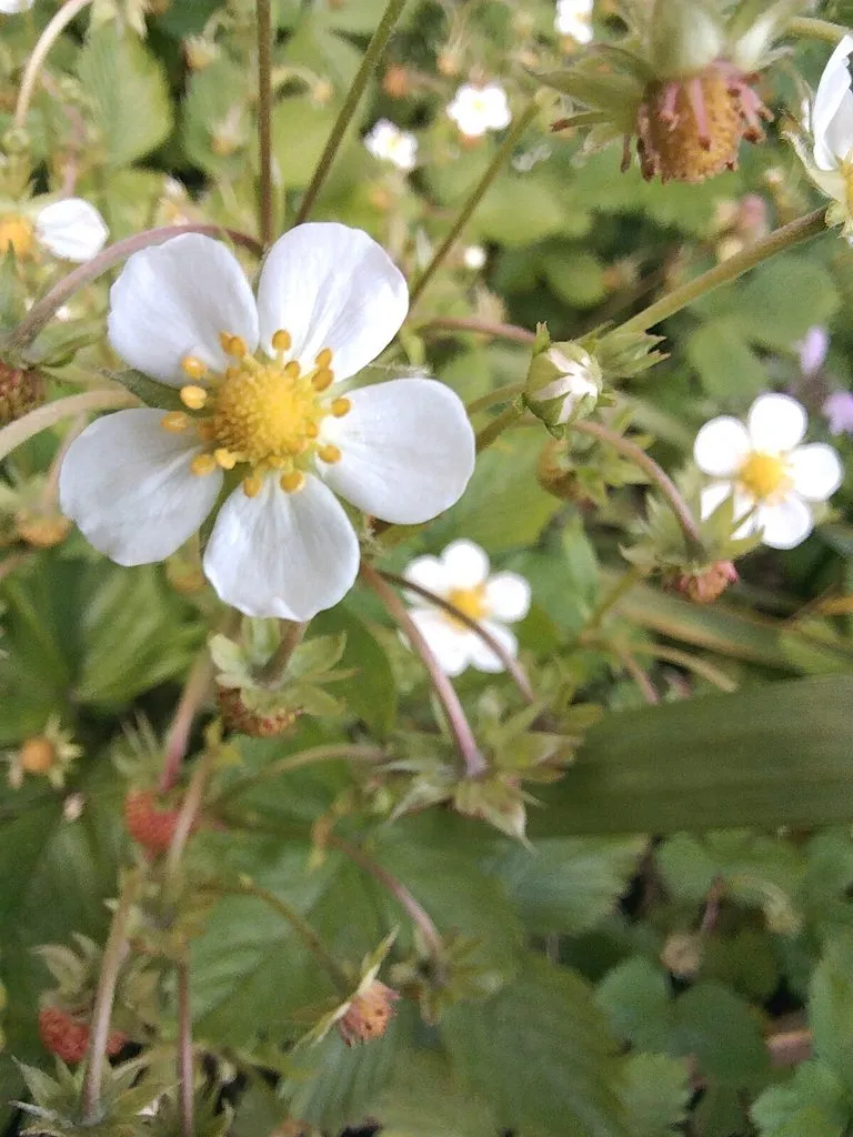 Чайная беседка