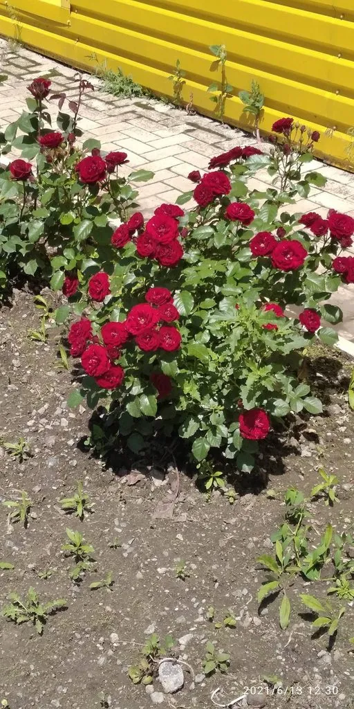 Tapтaлeтки & Ко