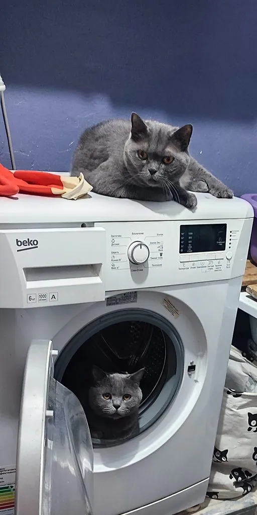 Эти забавные животные