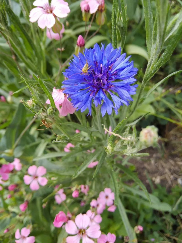 Чайная беседка