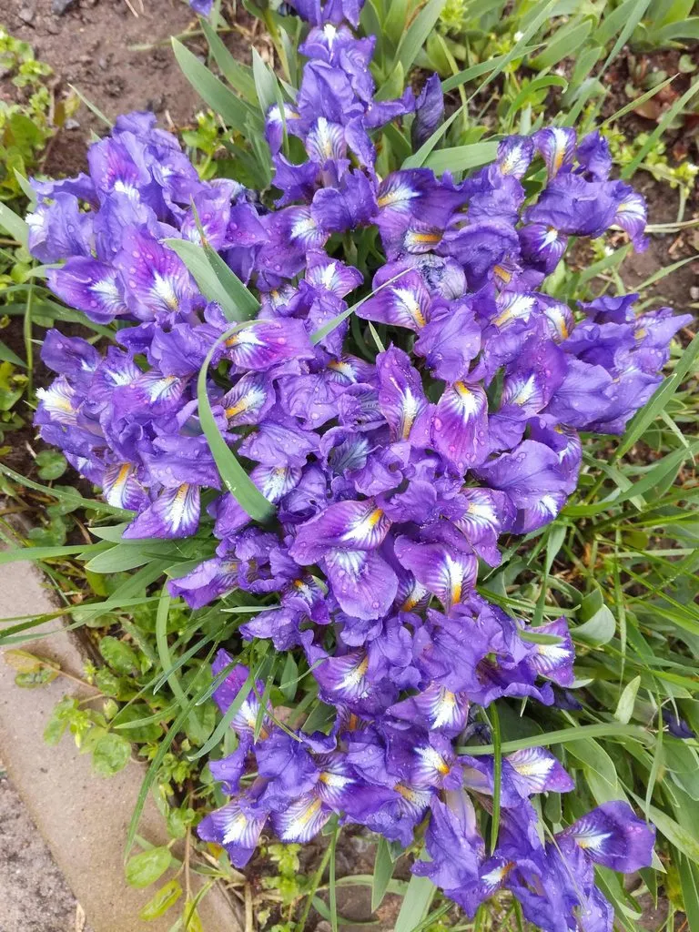 Чайная беседка