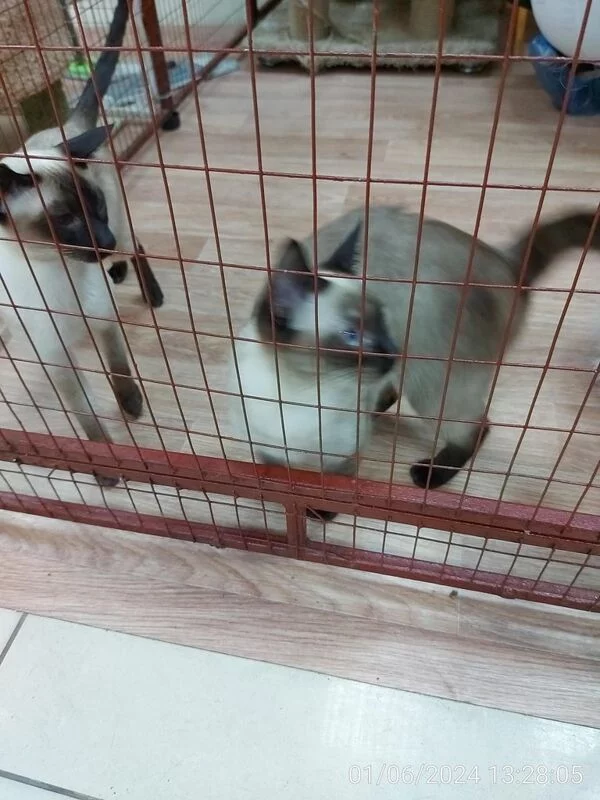 Чайная беседка